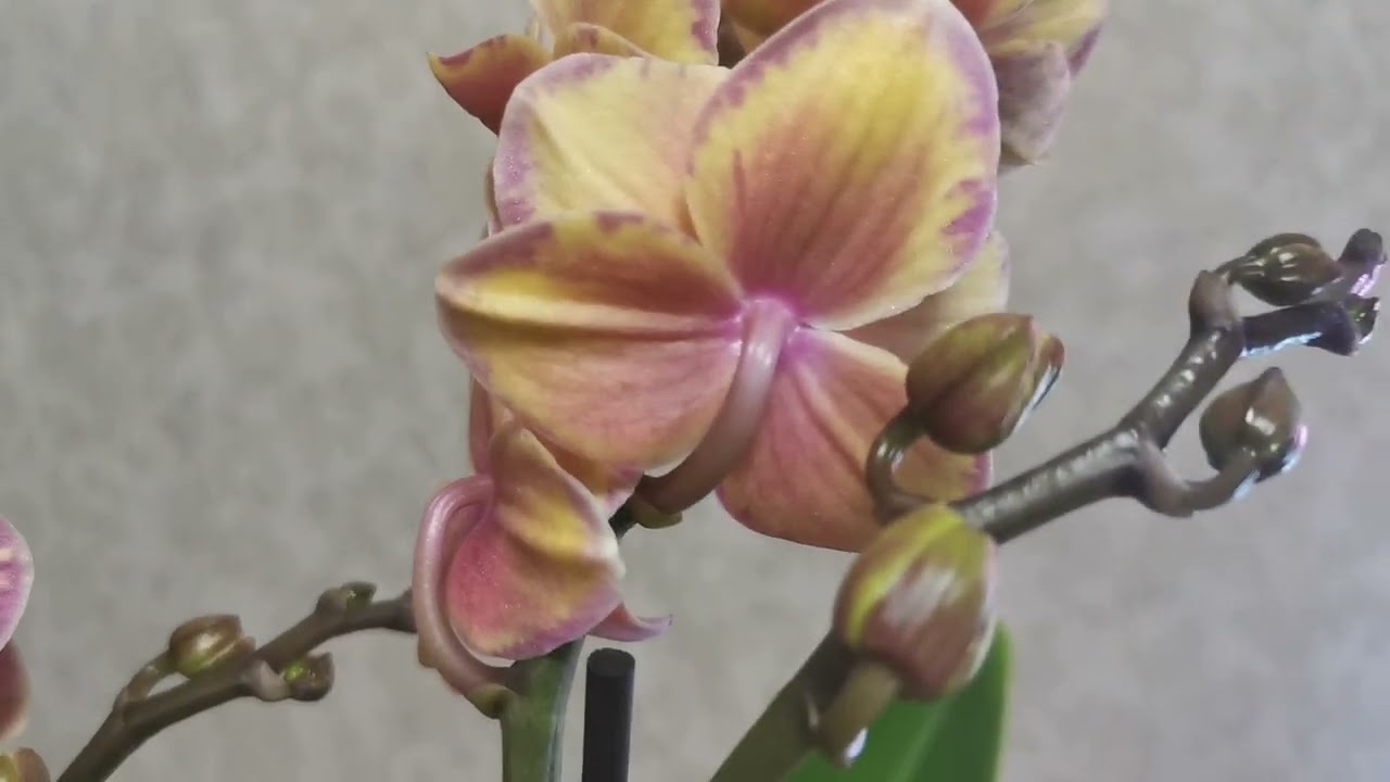 РОЗЫГРЫШ! Орхидея в январе.. 😍Заявки принимаются на моей ВК странице. 