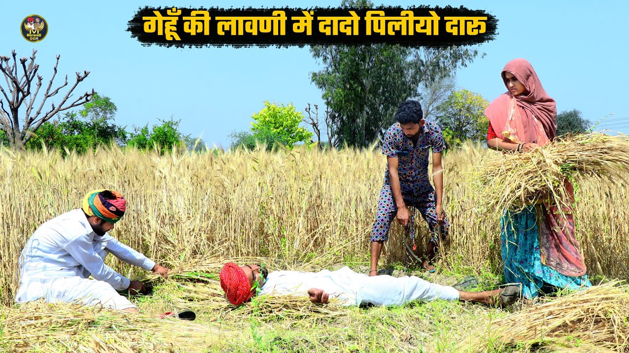गेहू की लावणी में दादो पिलीयो दारू || जीजी क आग्यो पशिनो Marwadi Rajasthani  Comedy #bodhya