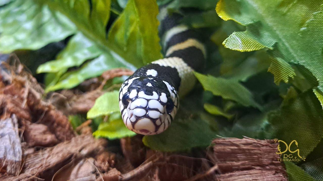 [TUTO] - Comment préparer l'installation d'un nouveau Terrarium pour Lampropeltis Californiae