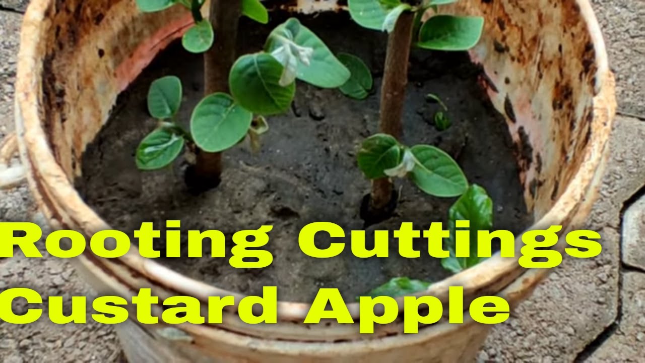 How to Propagate Sugar Apple Tree from Cuttings | How to Grow Sugar Apple from Cutting