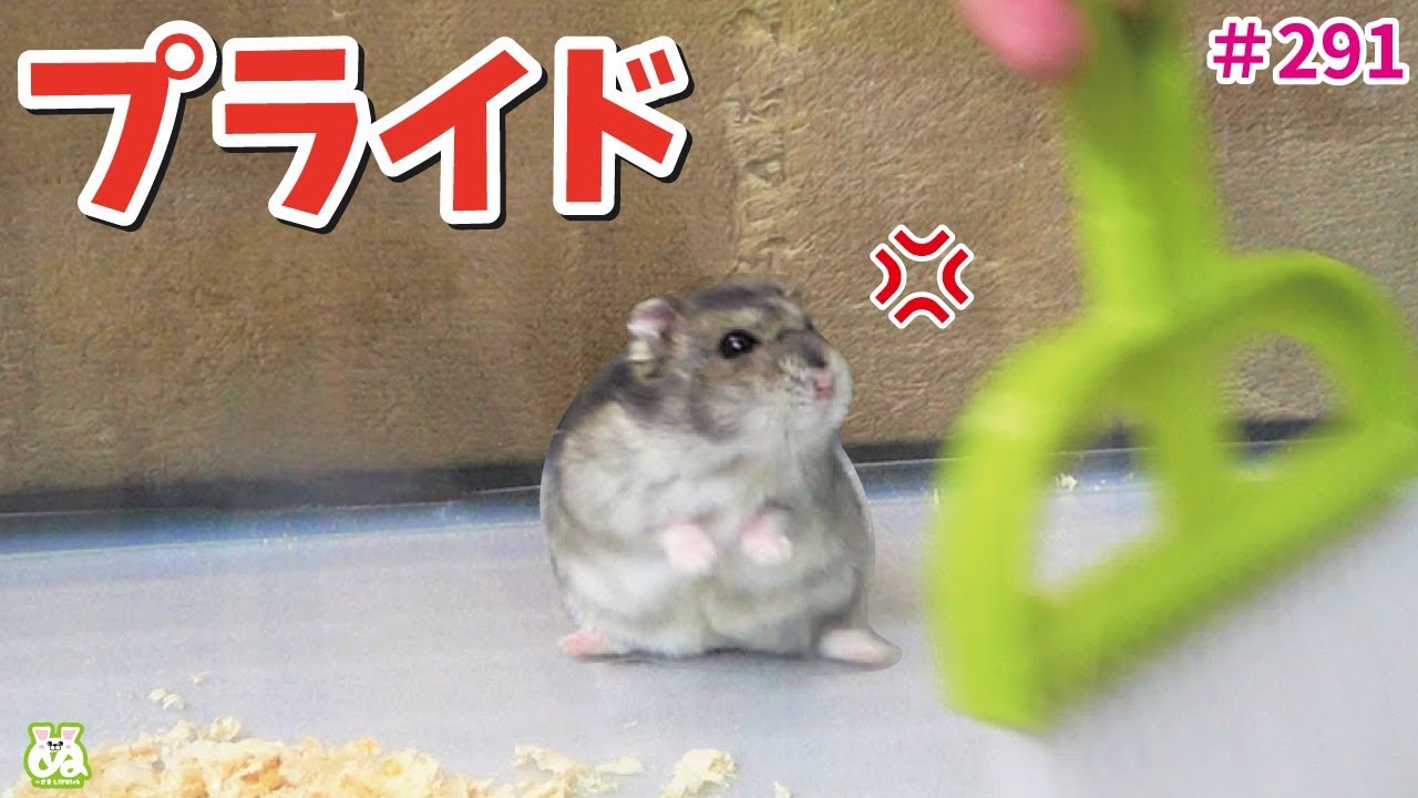 全力で掃除をさせないハムスターVS気にもしない飼い主！