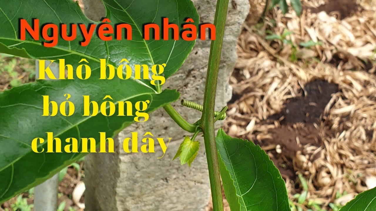 Hiện Tượng Khô Bông Bỏ Bông Trên Chanh Dây || Làm Nông Vlogs
