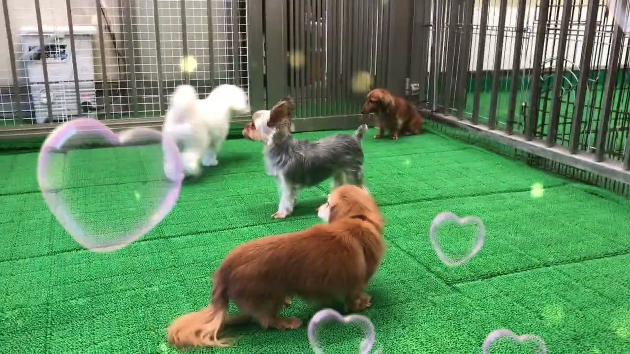 20260123　ダックペットサービス　ふれあいタイム