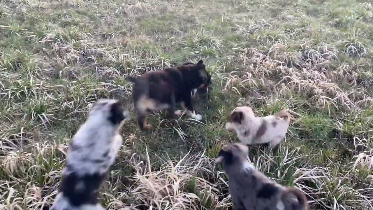 Ravine Acres Miniature Australian Shepherds February 27, 2026