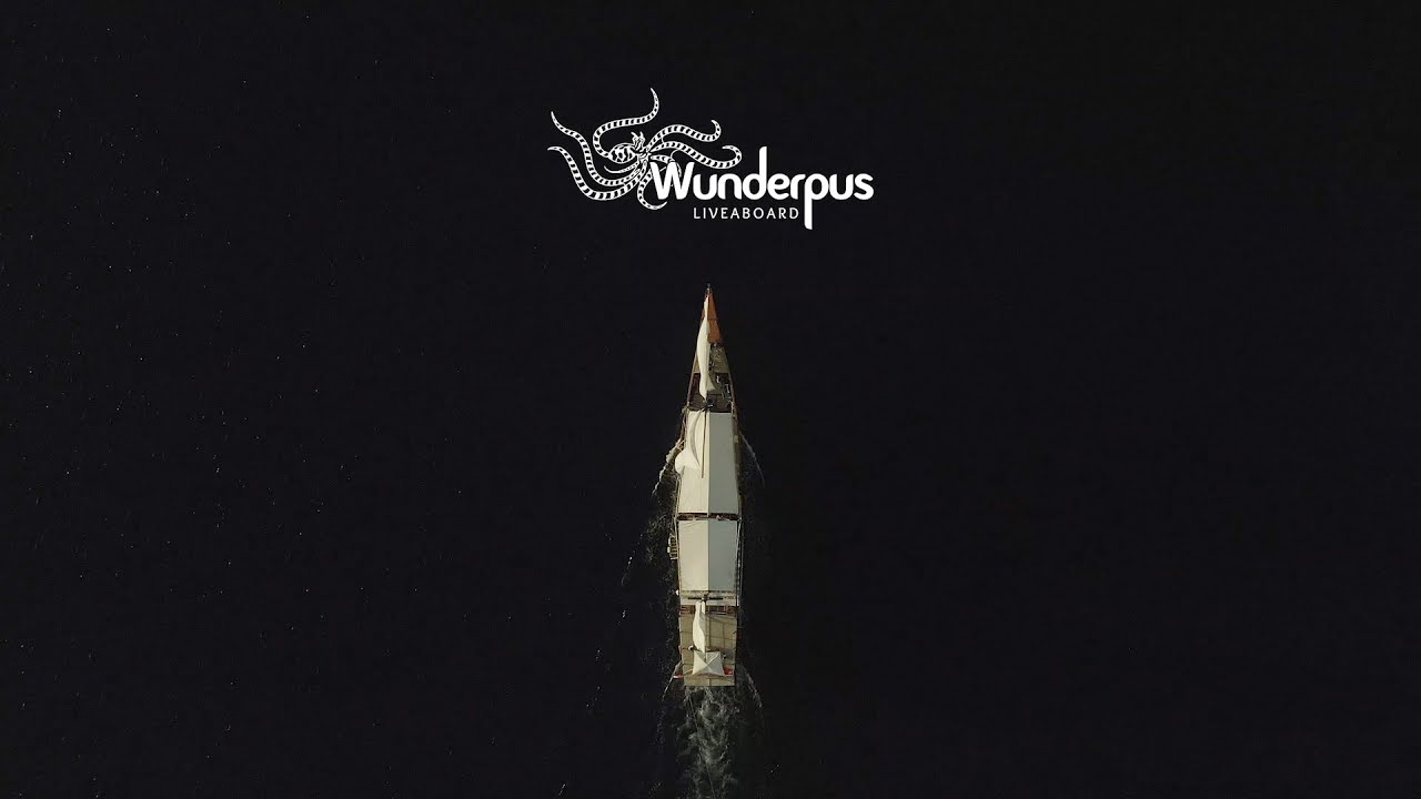 Wunderpus 2020 PROMO