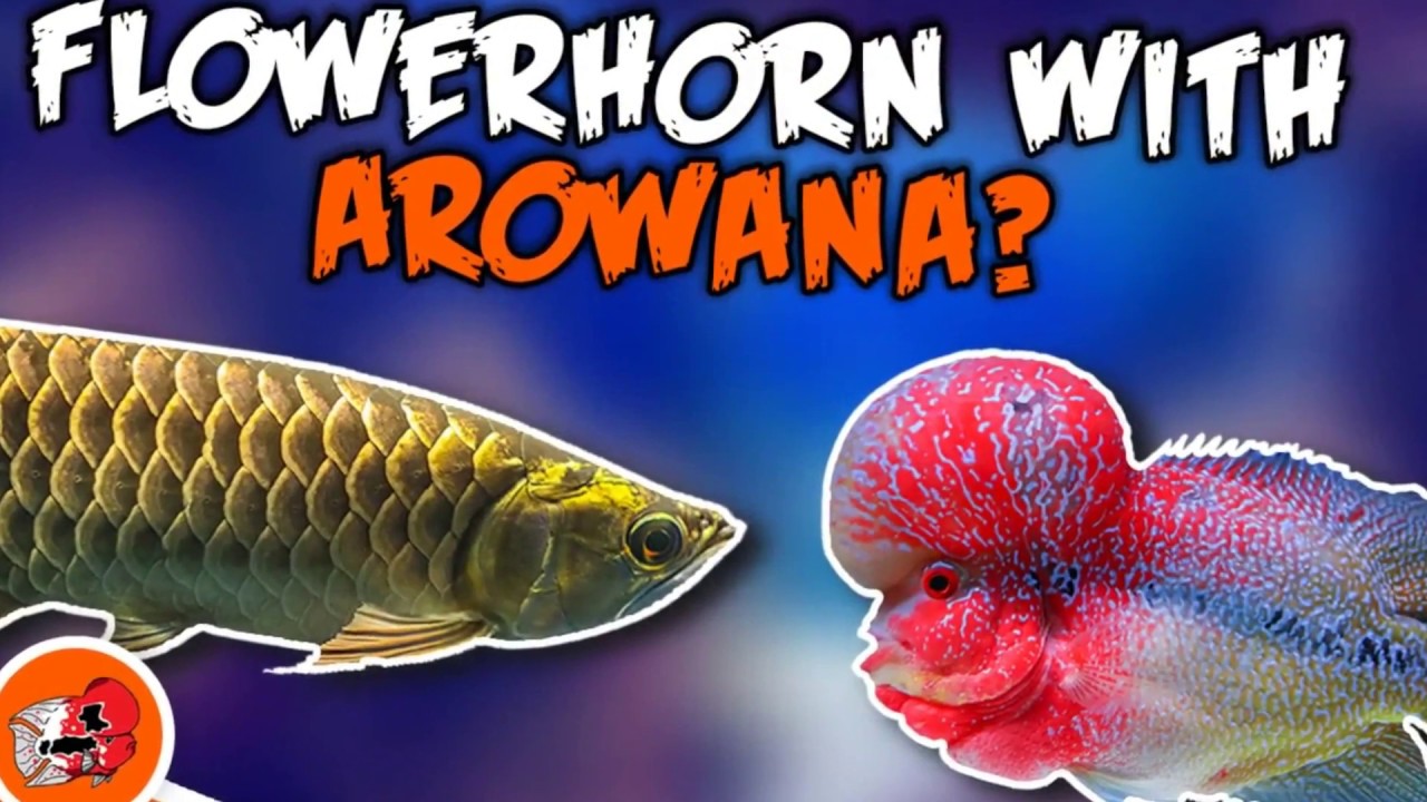 Flowerhorn with Arowana! Flowerhorn Tank Mates Pt 2