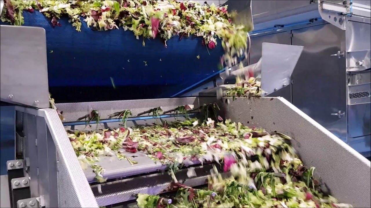 Spray optical sorting machine for gamma IV mixed leaves | RAYTEC VISION SpA