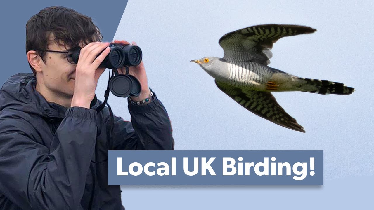 My UK Birding Adventures | May 2024