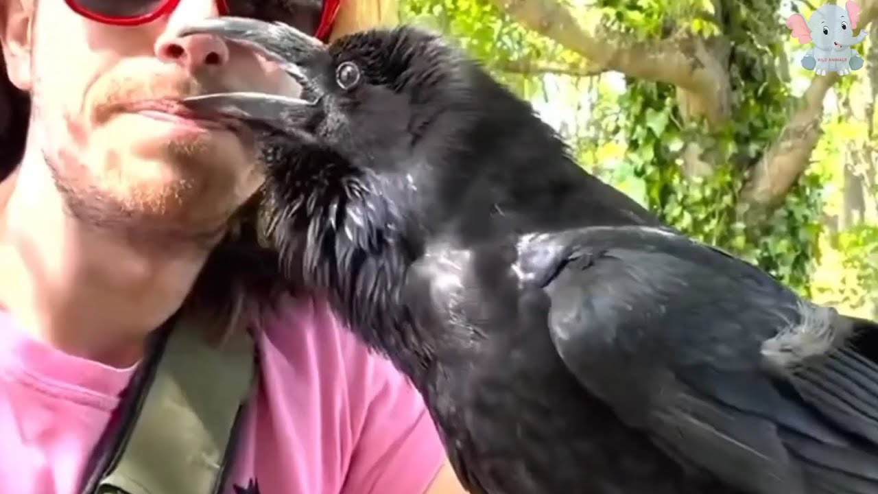 Saving the Injured Crow and Beyond: A Heartwarming Story of Gratitude and Friendship.