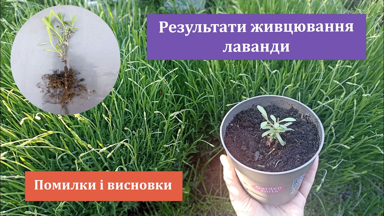 ЛАВАНДА Результати весняного і літнього живцювання. Помилки і висновки.