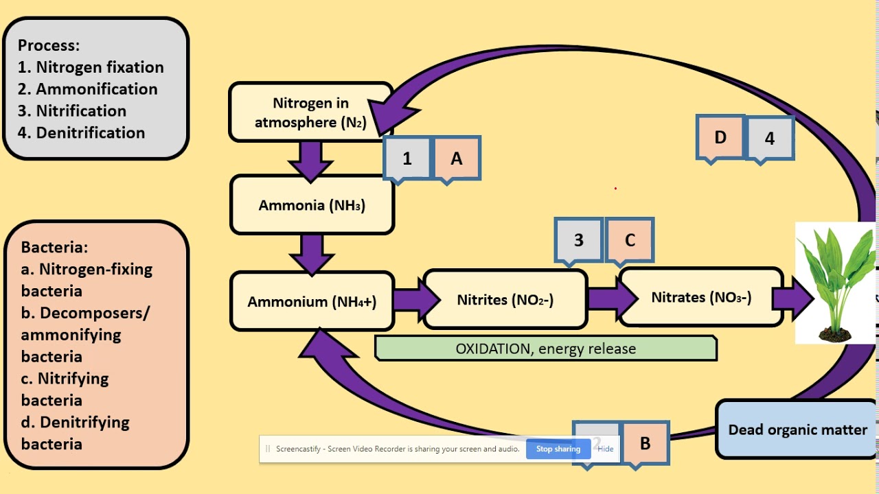 3.5.4.1 Nitrogen cycle. AQA A level Biology