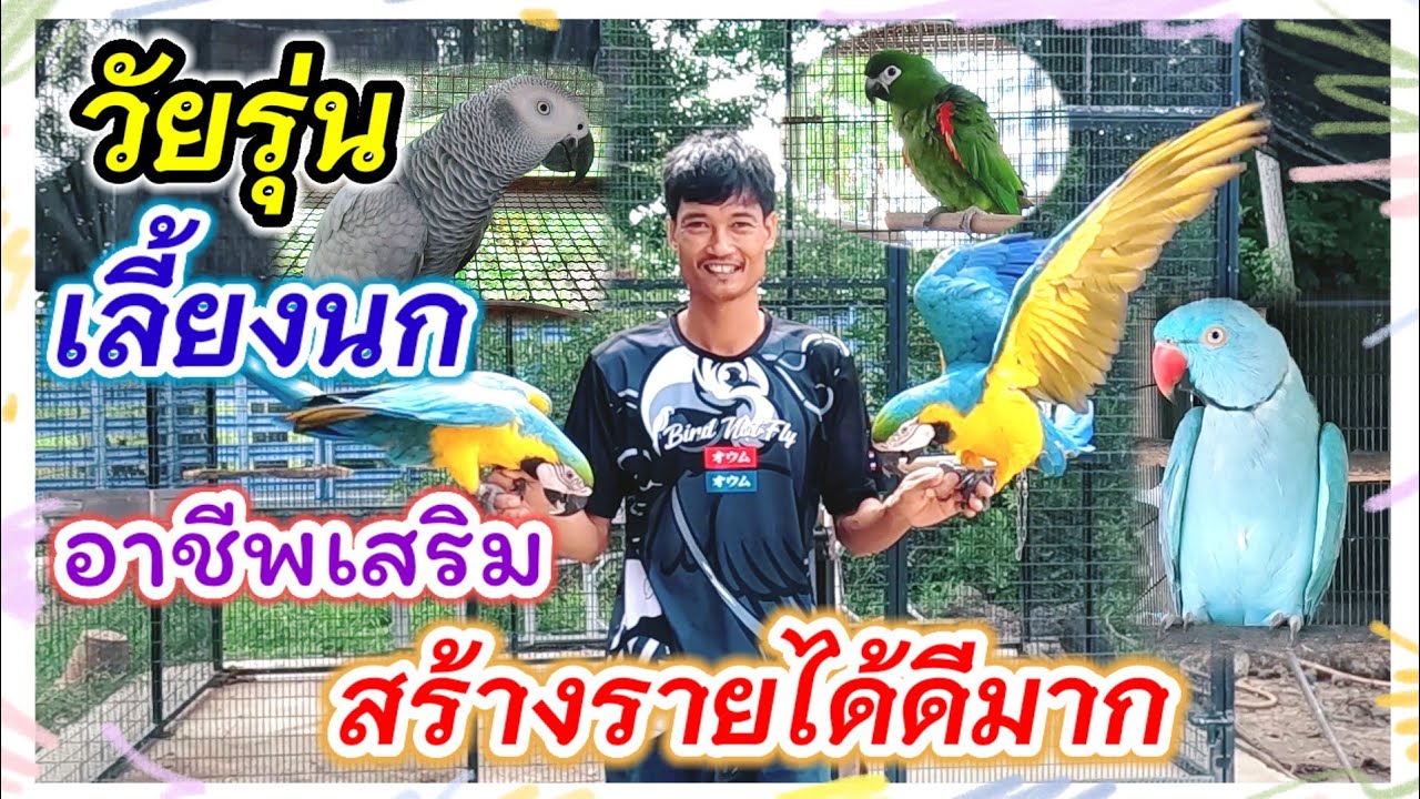 วัยรุ่น จ.อ่างทอง เลี้ยงนก อาชีพเสริม สร้างรายได้ดีมาก (น้องแท็ค)