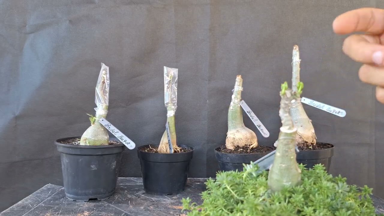 Plantão Junior Rosas do Deserto: Enxertos!