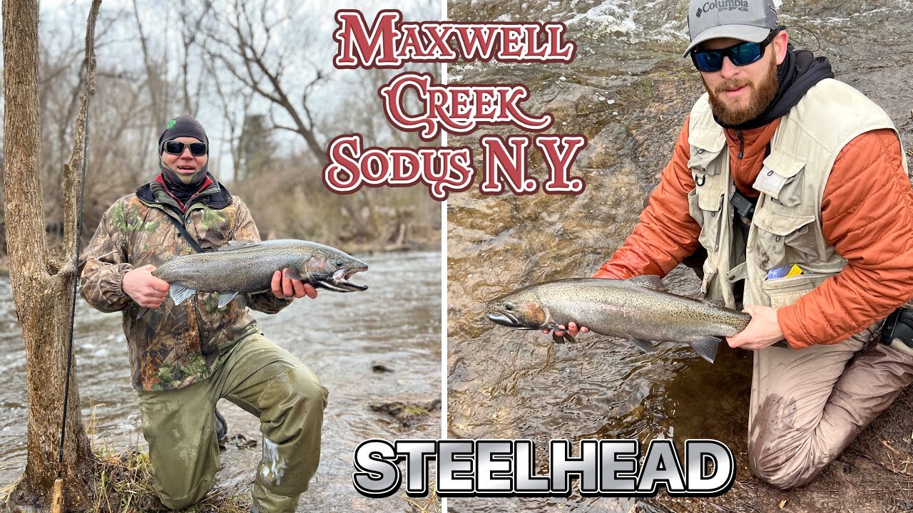 Maxwell Creek Sodus NY. Trout fishing for Steelhead. Lake Ontario NY tributary.