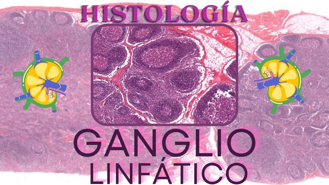 Histología de Ganglio