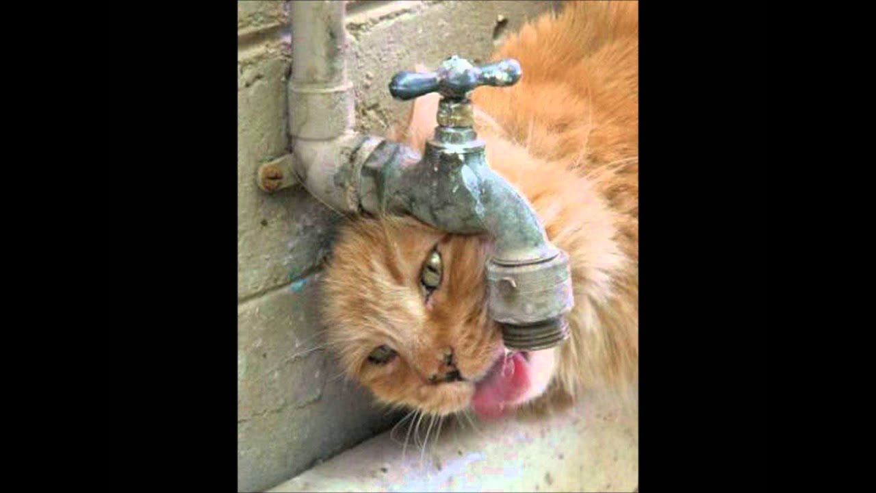 PUNTO Y COMA - EL AGUA NO ESTA