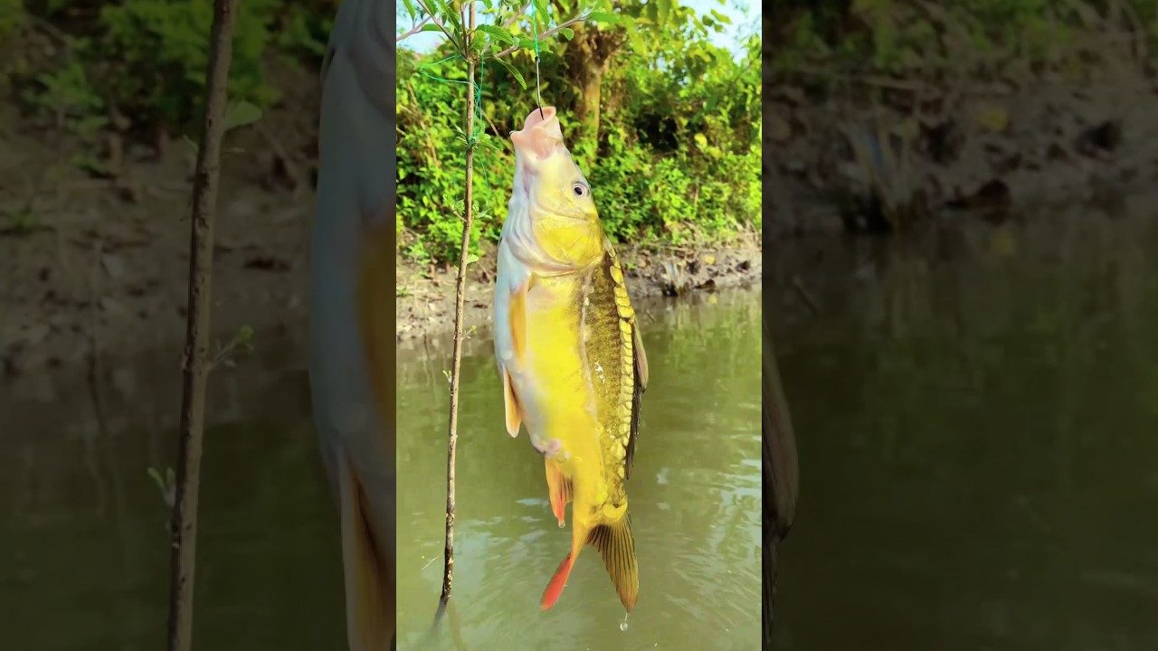 Fresh Japanese fish caught in pond with a pole । বড়শি দিয়ে পুকুরের তাজা জাপানি মাছ ধরা