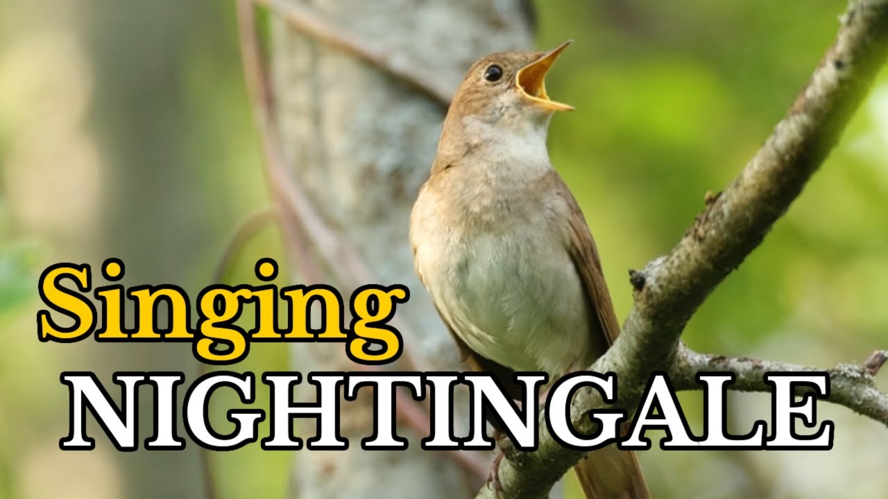 Sounds of Nightingale, Thrush Nightingale Sound Compilation, The Most Beautiful Bird Song