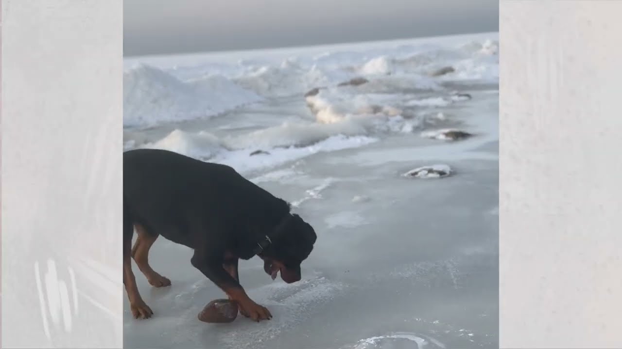 Skatītāju iesūtītie video 28.02.2026 Ķepa uz sirds