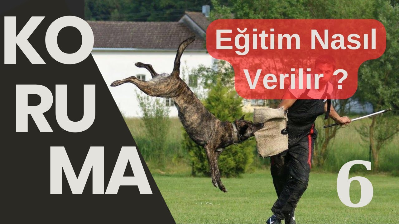 6 - KÖPEK KORUMA EĞİTİMİ GUARD TRAINING NASIL VERİLİR ? EN KAPSAMLI KÖPEK KORUMA EĞİTİMİ PAKETİ