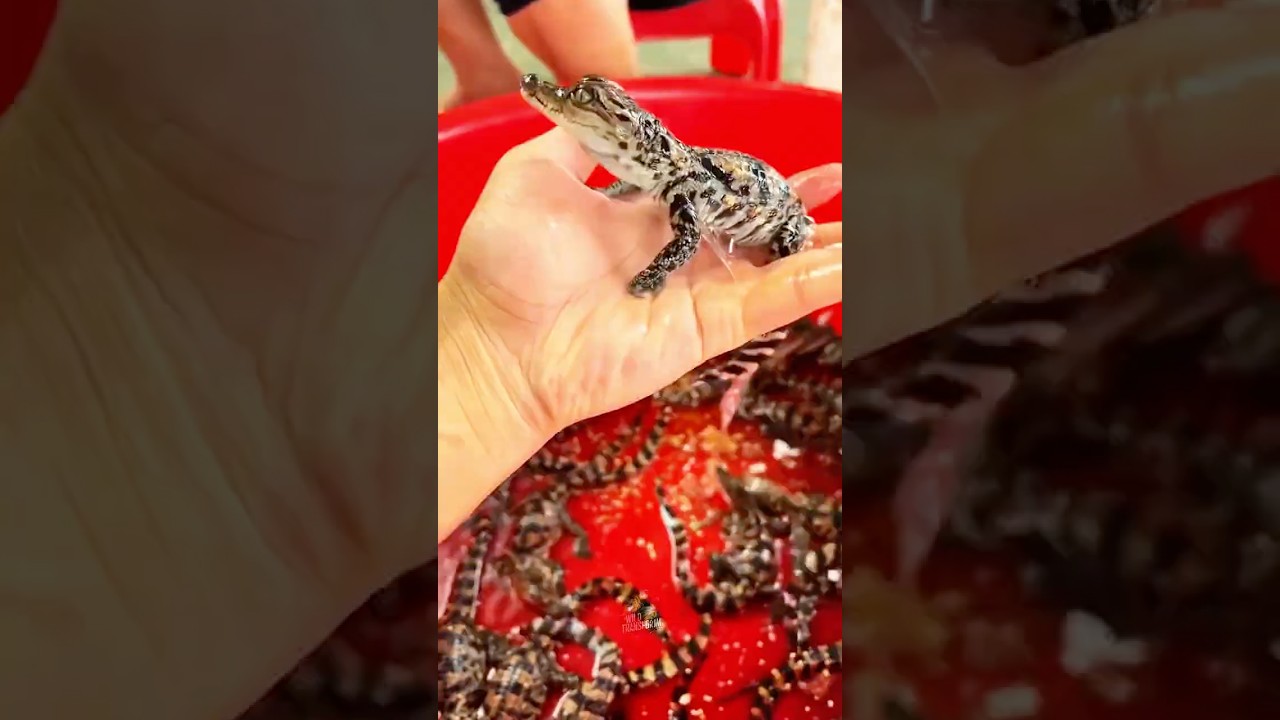 From Baby to Godzilla: This Animal&rsquo;s Stunning Change!#animaltransformations #animals