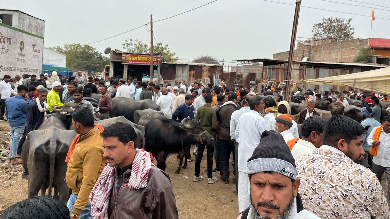 17 फ़रवरी 😱इंदौर देपालपुर पशु मंडी ।#पशुधन #depalpur #kisan #mandi #पशुधन #cowmandi