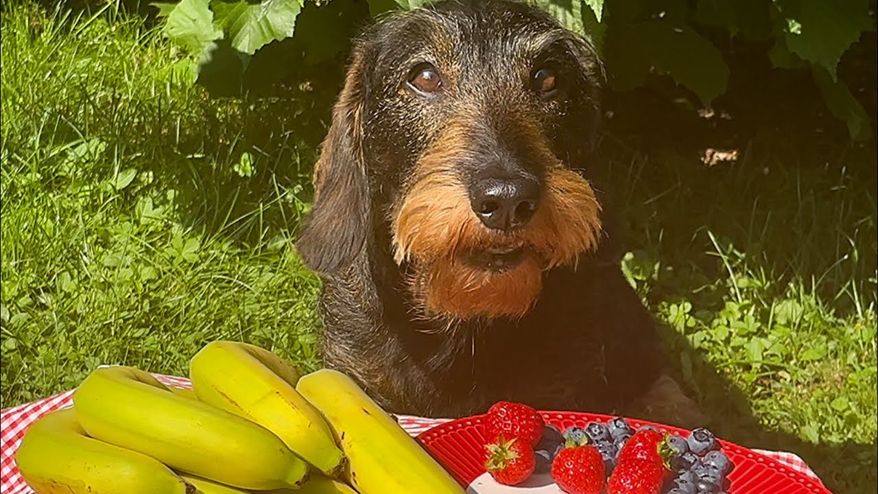 Dachshund Teddy – It all Started with a Strawberry … 😂