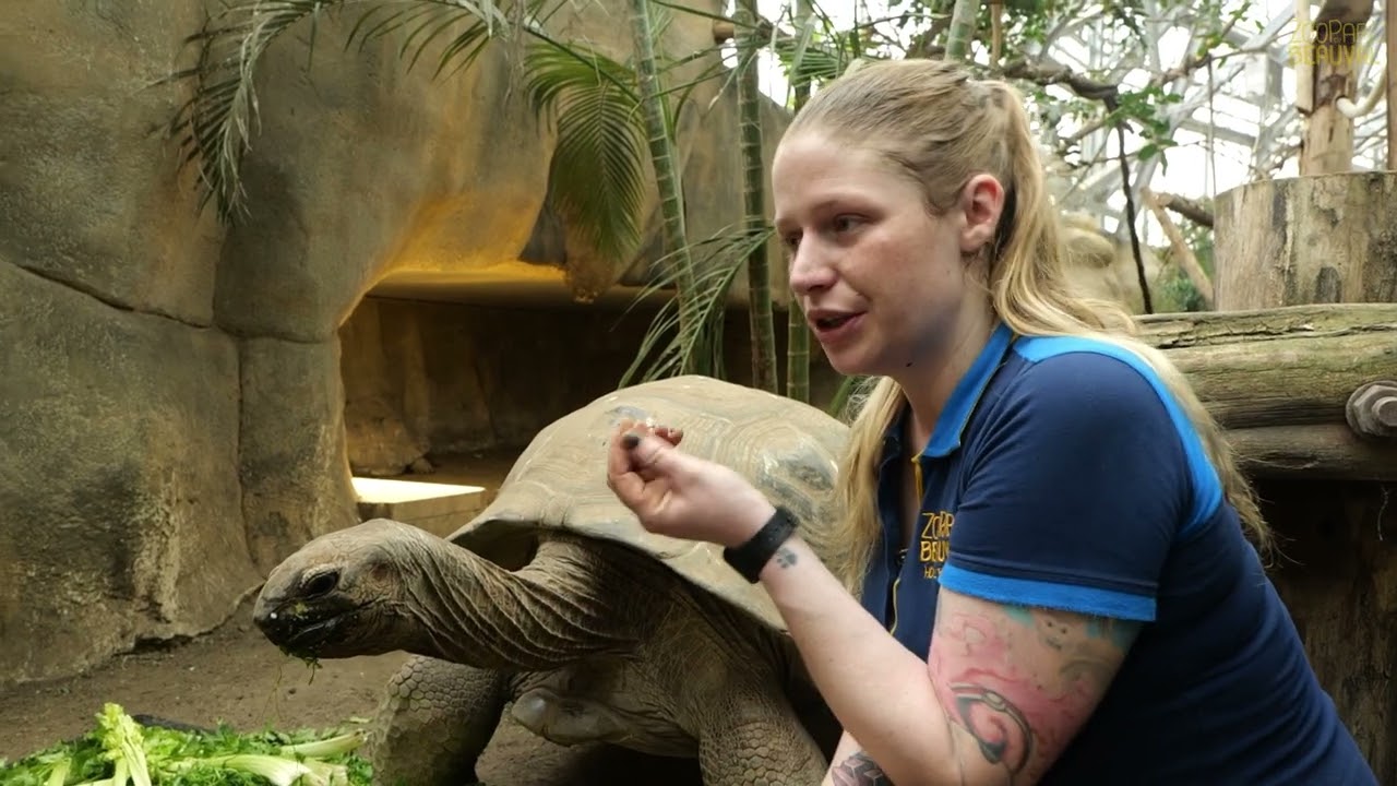 Naissance rarissime de tortues d'Aldabra - Ep 6