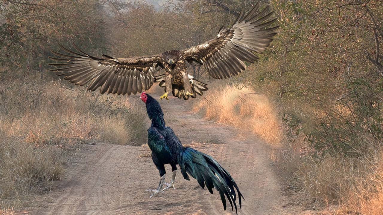 HEBOH Elang Salah Pilih Mangsa Ayam Jago - TOP Momen Elang vs Ayam, Burung Bangkai Dan Hewan Lainnya
