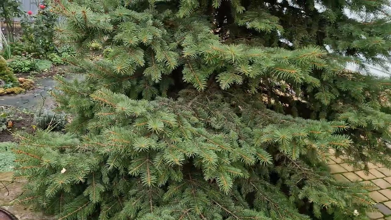 Сад у грудні. Отримала нові морозники❄️❄️❄️