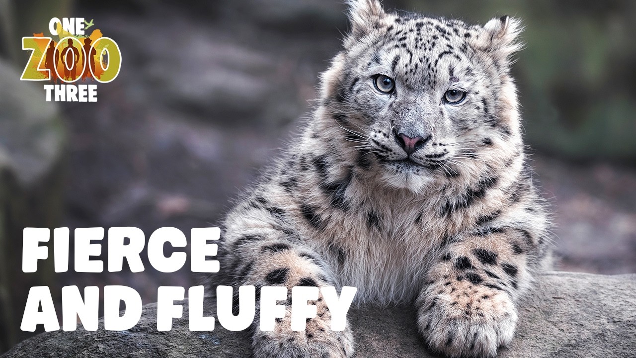 Playful Big Cats, Cute Kittens & Awesome Hunters! | One Zoo Three | Aaron, Tyler & Cam Whitnall