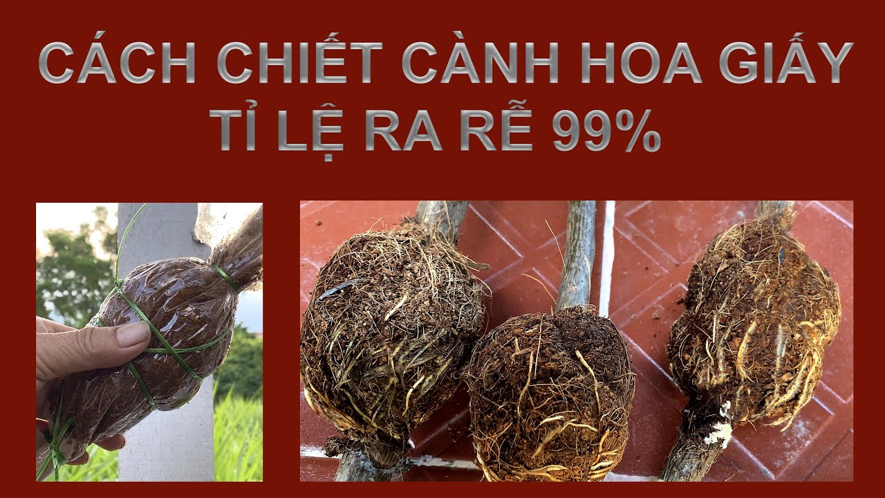 Cách chiết cành hoa giấy tỉ lệ ra rễ 99%.