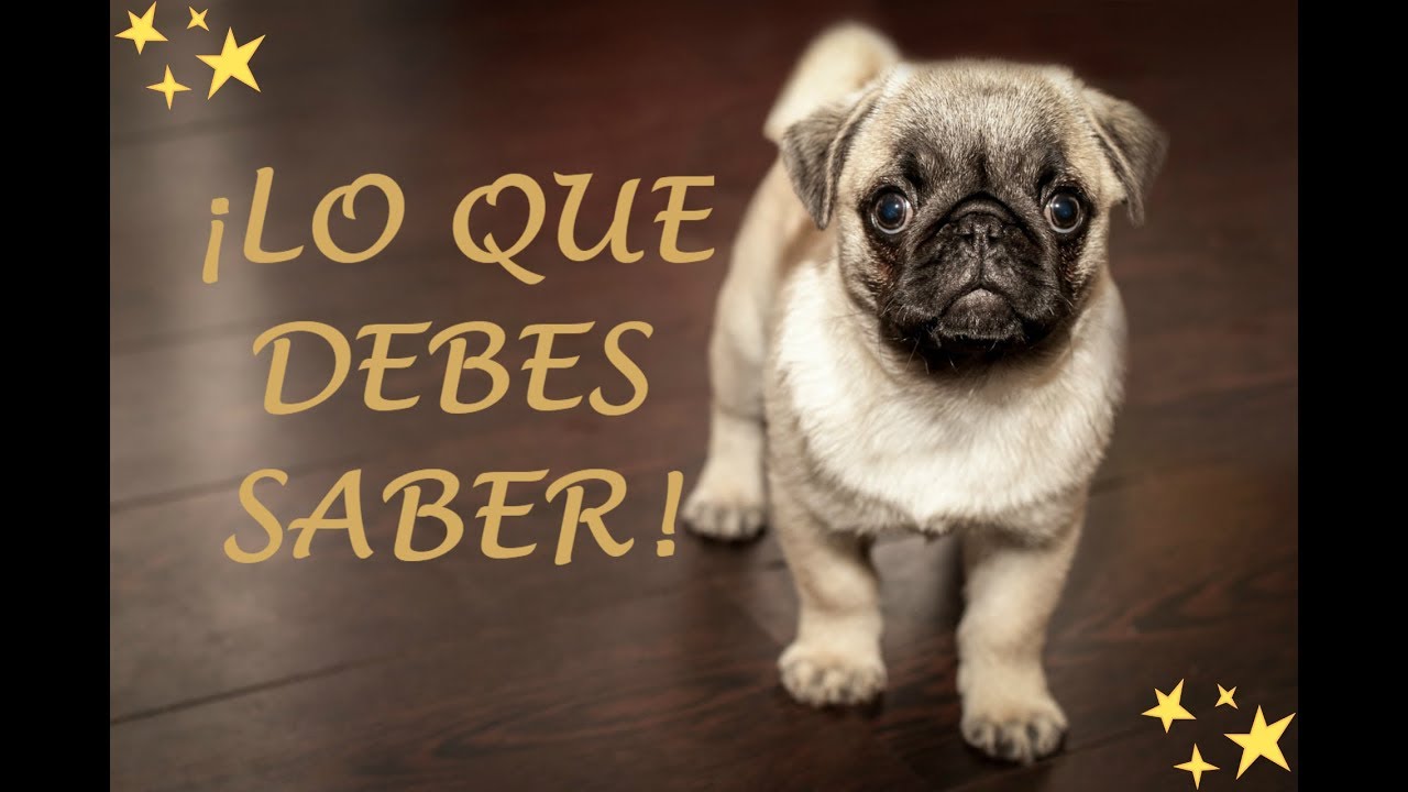 Si quieres tener un Perro, esto es lo que DEBES saber!