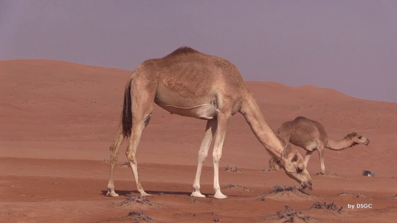 oman