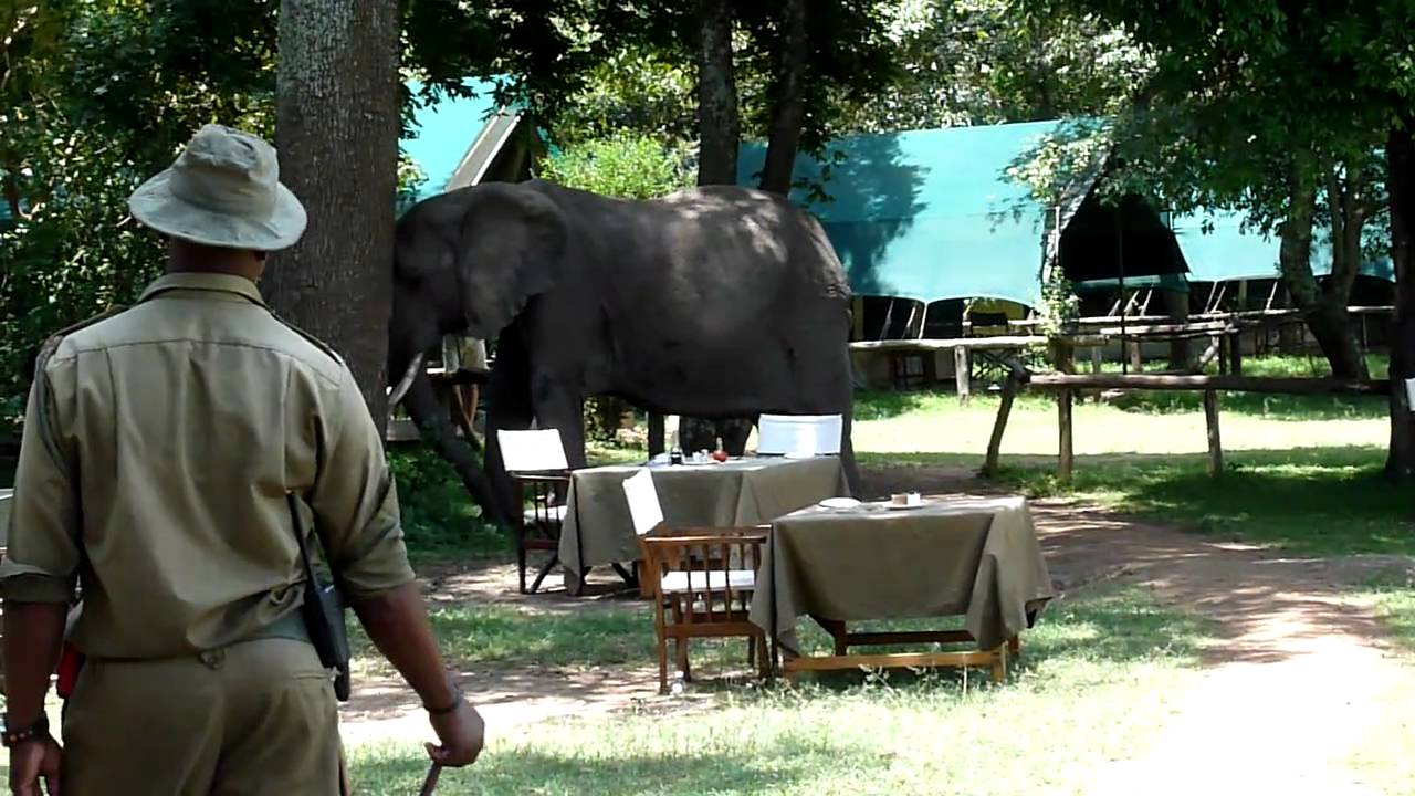 Elephants visiting Little Governors' Camp in the Masai Mara Kenya