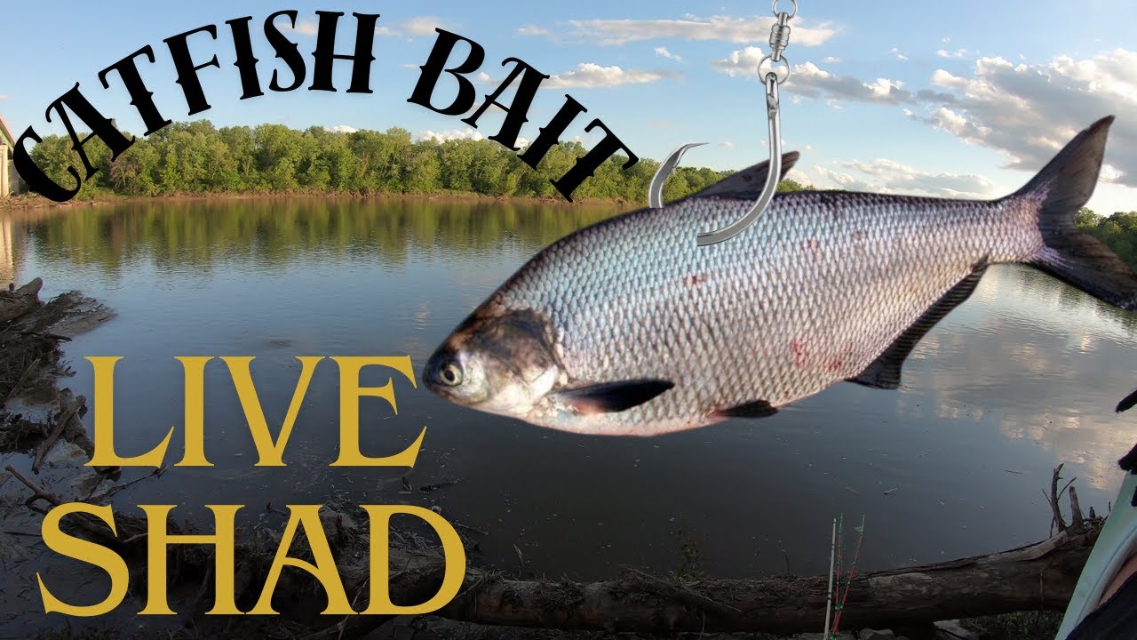 Using LIVE SHAD Catfishing on the Kansas River Spring 2024 #catfishing #bluecatfish #shad #LiveBait