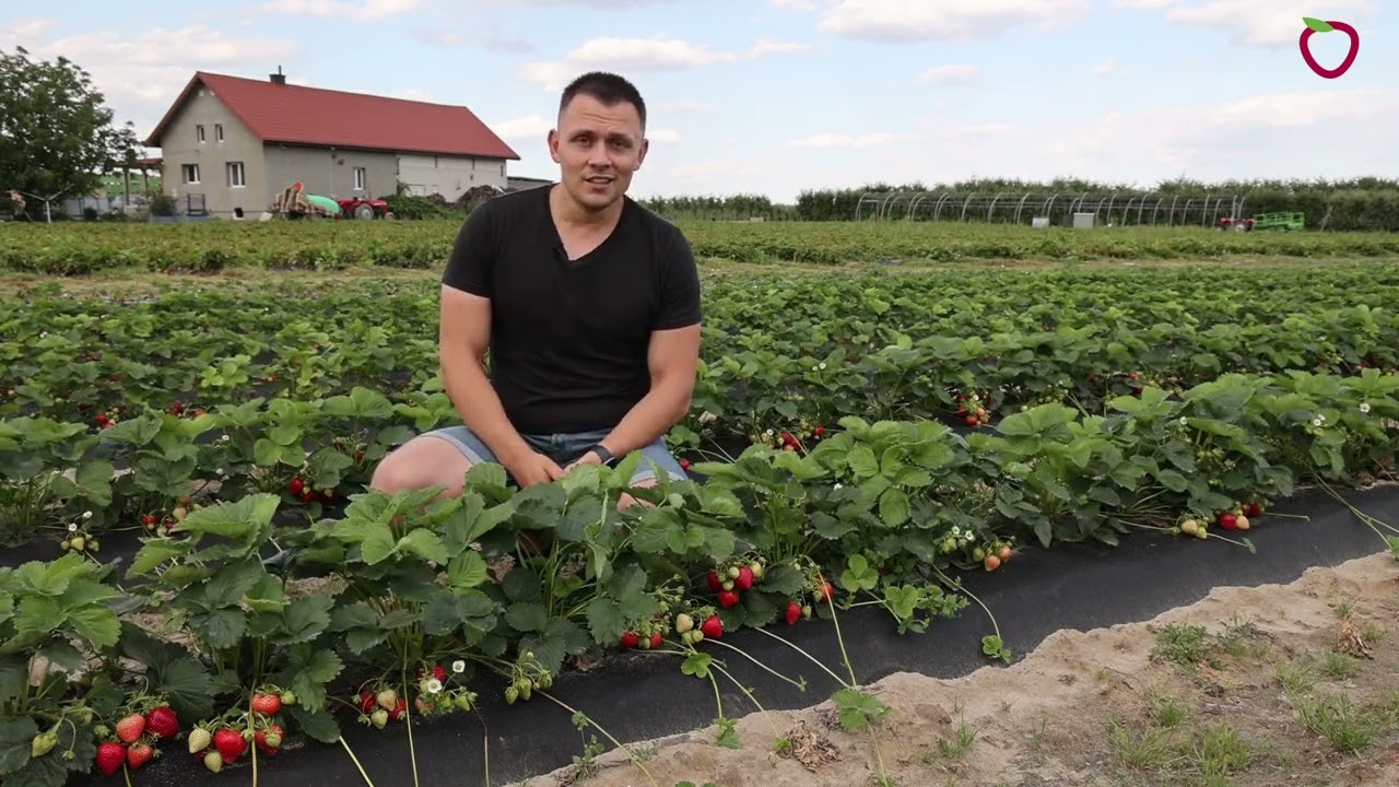 Duże plony truskawek już 40 dni od założenia plantacji