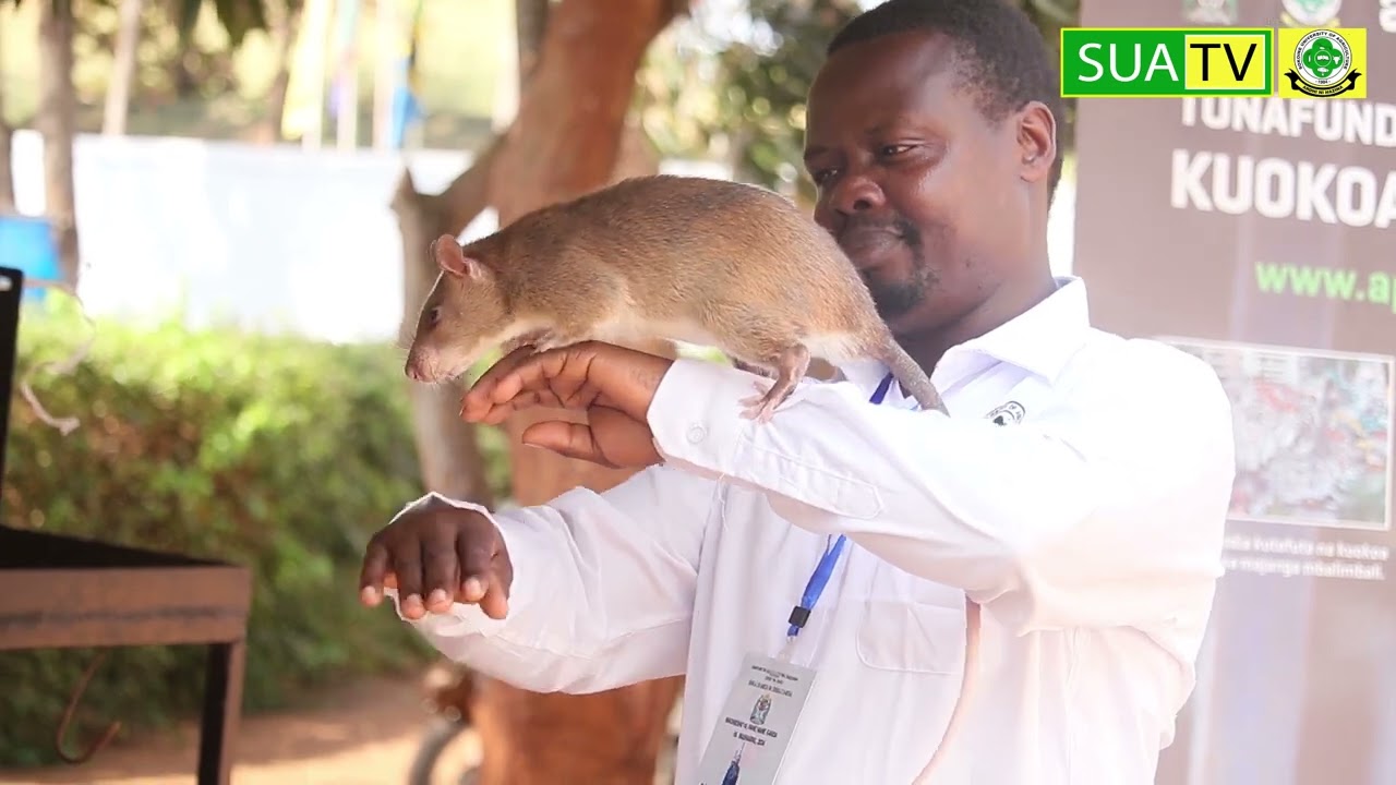 Wataalamu wa APOPO (SUA) kwenda Uturuki kupata mafunzo zaidi ya panya kuokoa maisha ya binadamu