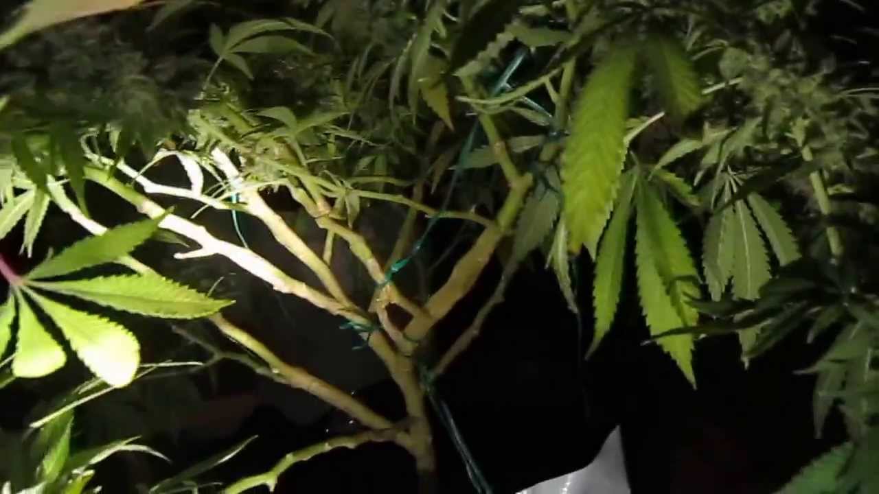 150 Watt HPS Matanuska Mist  - GigaBud - Durbin Poision - Flushed ready for Harvest