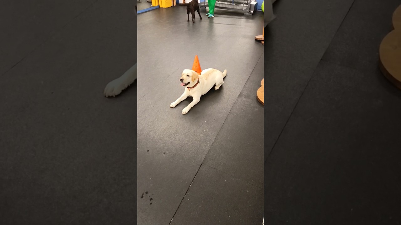 Training of cute Labrador