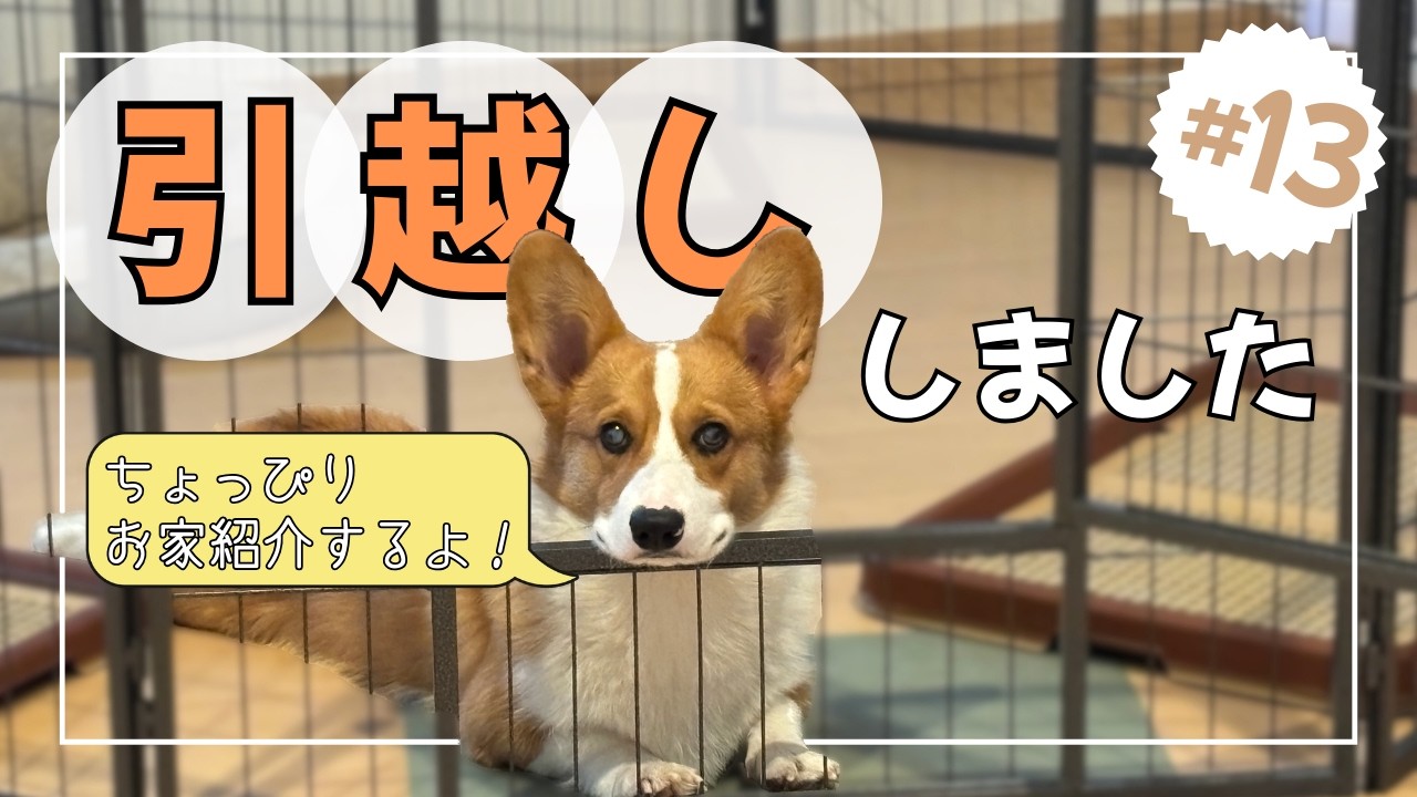 #13【引越し】賃貸から戸建てに引越しました【コーギー】