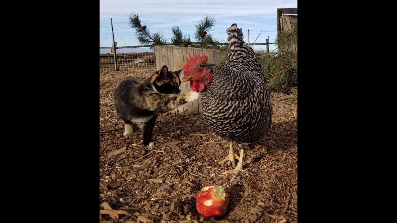 All About Chickens