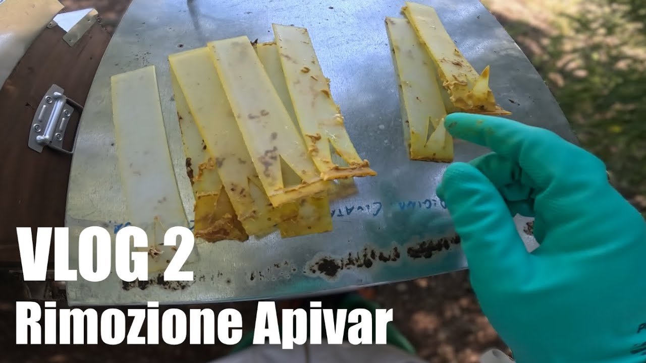 Fine trattamento anti Varroa destructor | Pre-invernamento
