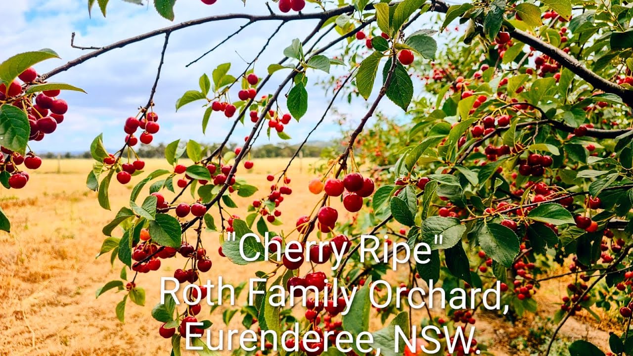 Roth Family Orchard, Eurunderee, NSW@FrontiersOfNature