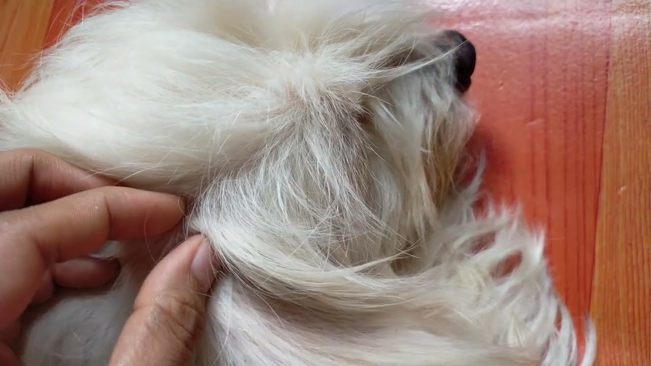 Let's remove dog fleas Vlog 7 #dog #fleas #dogfleas #asmr