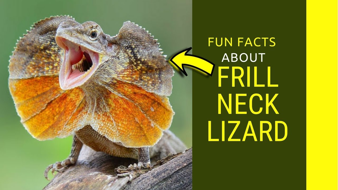 Frill Neck Lizard for kids Do you know frill neck lizard running on water