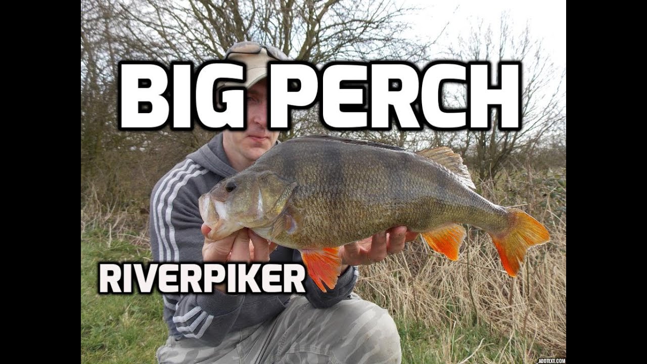Perch light lure fishing - Big perch