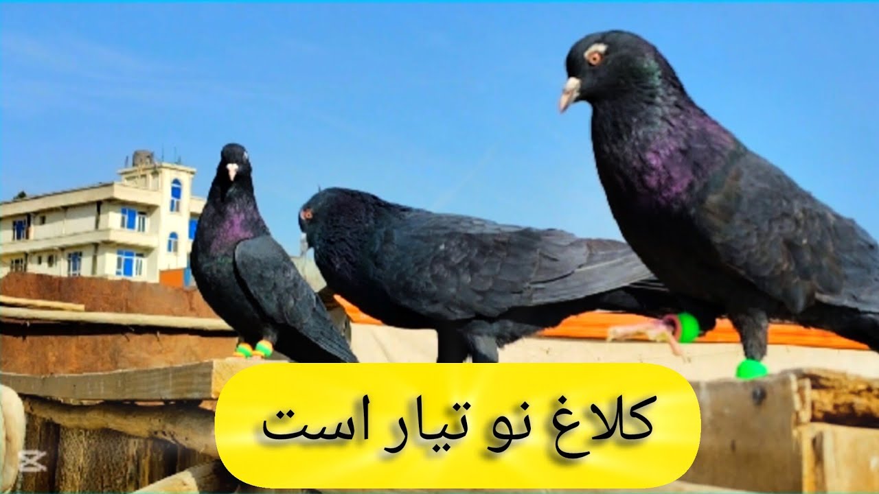 کلاغ نو را پراندم تیار اس _ شوق جالب و دیدنی