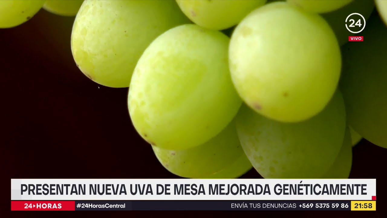 Presentan nueva uva de mesa mejorada genéticamente