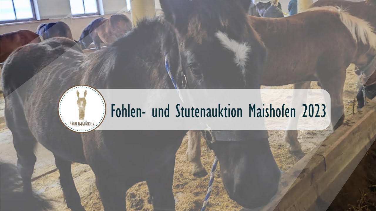 FOHLENAUKTION MAISHOFEN 2023 | ✨ Fohlen und Stuten vor dem Schlachter bewahrt